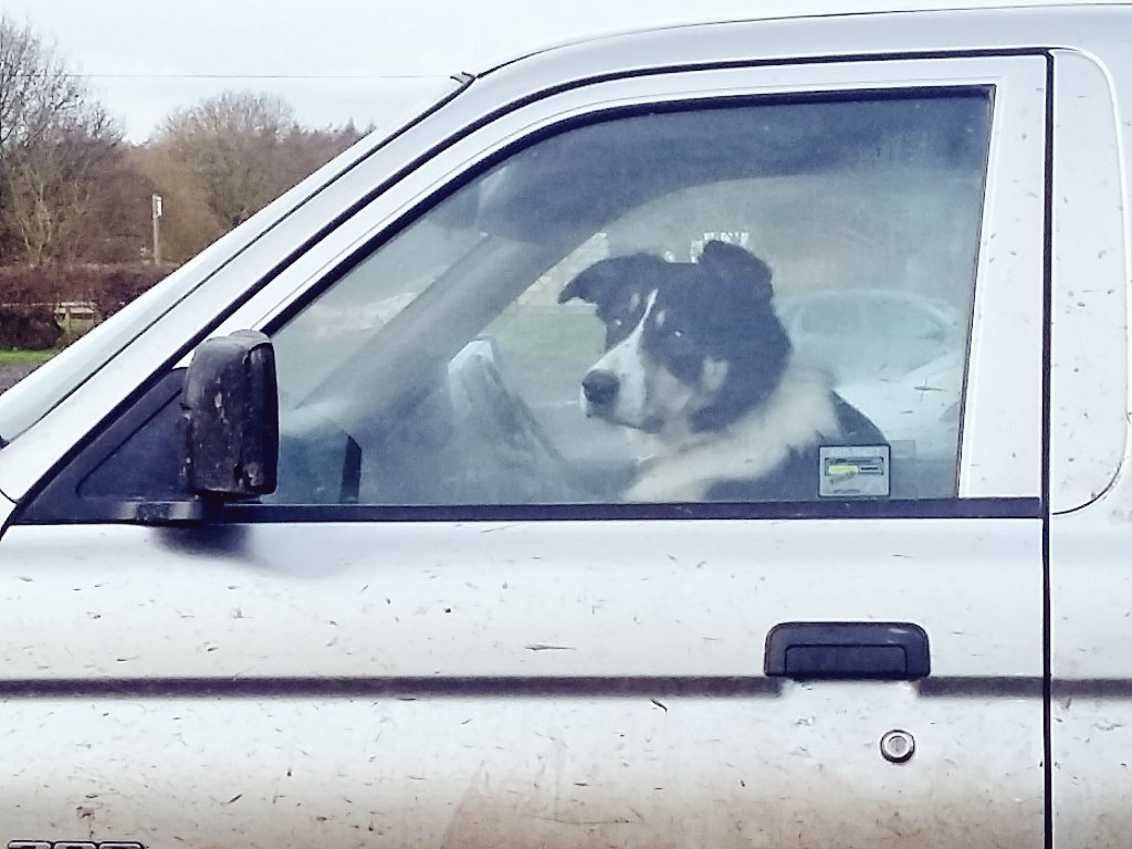 DonnaDlm71's tweet photo. Oi Mr doggie overtaking me...Keep yer eyes on the fuckin road will ya.
#myphoto
#DriveSafe
#dogsthatdrive
#dogsoftwitter https://t.co/apCgvxxmcU