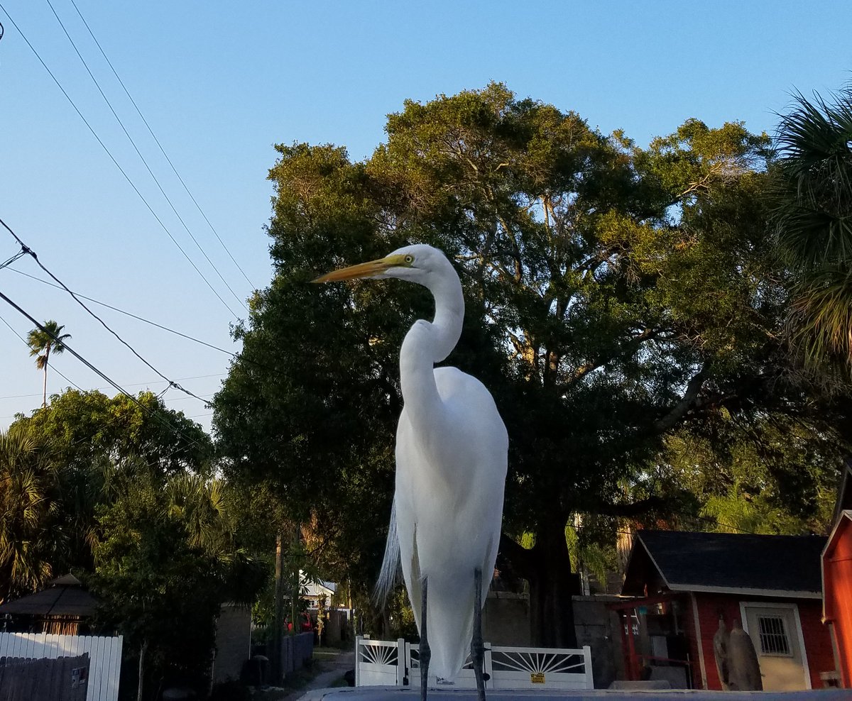 Isabelles_FL's tweet photo. We like to call him Harold - hangs out right next to our kitchen exit and generally startles me whenever I walk out and he's RIGHT THERE.

#NationalBirdDay #egret #mascot https://t.co/PNQV2QMESj