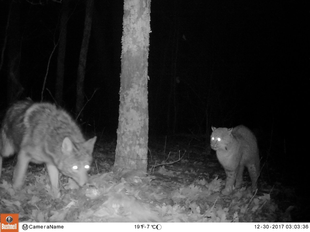 marcellajkelly's tweet photo. It is #FridayFelid time from @DavidCMcNitt from @whapavt. This time you get a bonus coyote from our scavenging study in Bath County, VA, funded by @VDGIF. This disgruntled bobcat watches coyote turn up at bait site and feed for over and hour !! https://t.co/ye0F874gQO