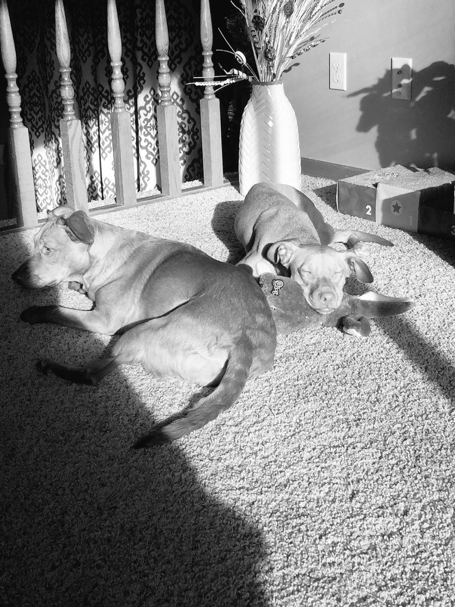 HKrinke's tweet photo. This new year already has one done. #minnesota_dog #yoda #tiredpup https://t.co/ilt6LVmiyT