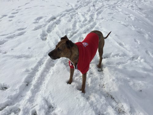 CalVetSpec's tweet image. #featurefriday As Jack and Victoria take a walk outside in the crisp winter air, their dog Penny leaves behind her paw prints as she dashes in the snow. It’s an amazing sight for the couple given the fact that their dog underwent a complicated eye surgery. ow.ly/z1dD30her0F