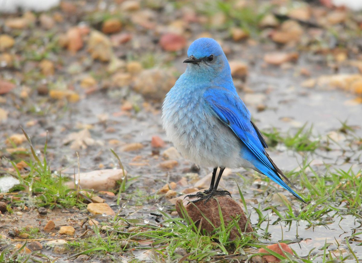A blue bird stands on a small rock next to a puddle.