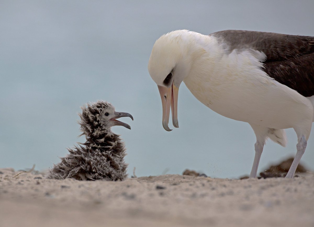 A large white seabird stands on a beach looking down at a small chick with fluffy gray feathers.
