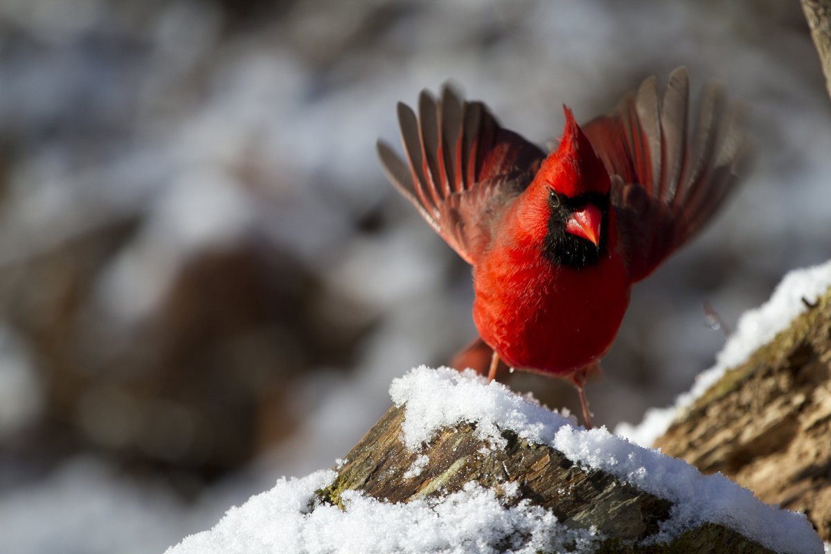 A red bird stands on a snow covered rock.