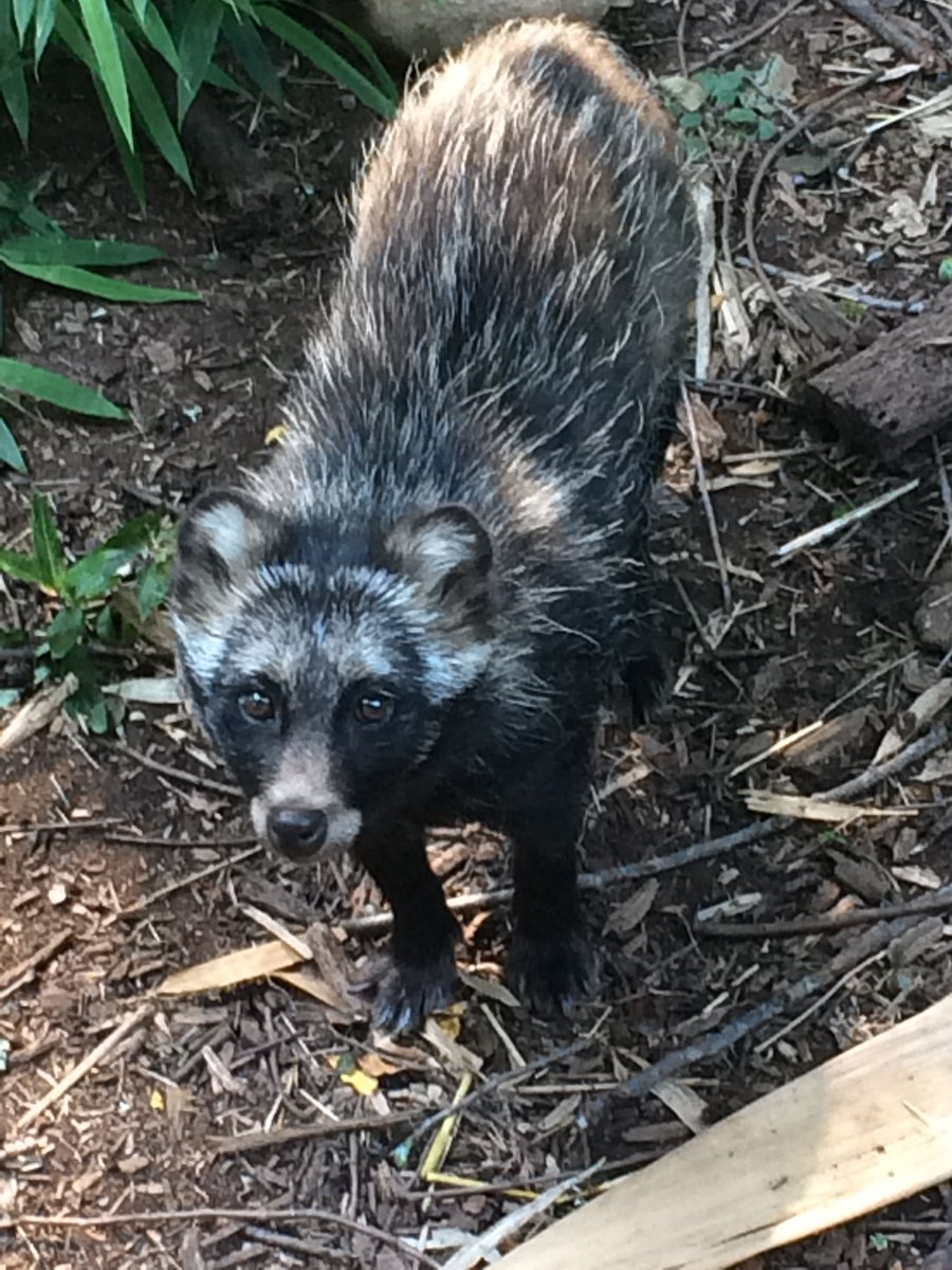 Tanuki really do have different looks in the winter and summer