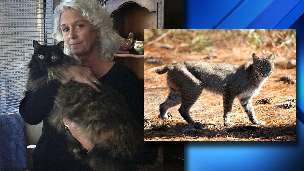 Florida man says he was attacked by a bobcat, but it was really just a woman's housecat bit.ly/2Aywnfj?utm_so… https://t.co/odHDmSEdeX