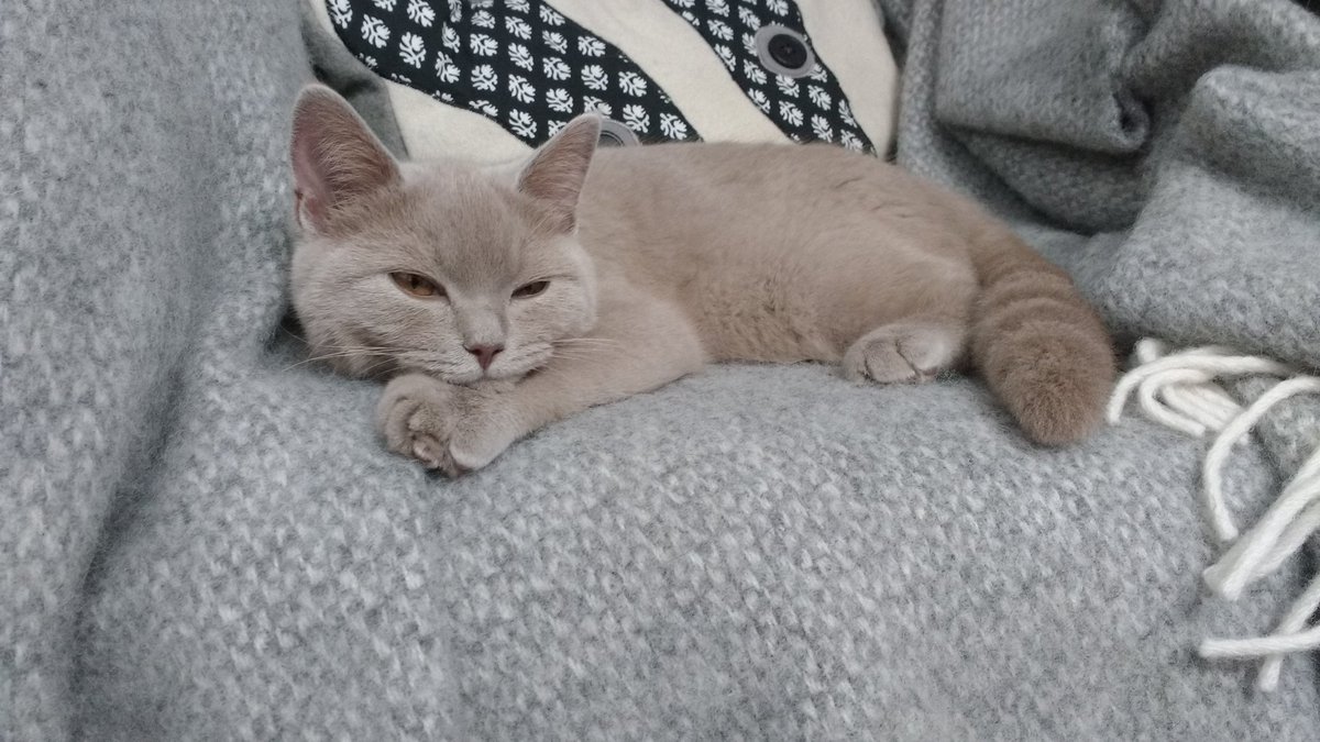 love cornwall tweet media