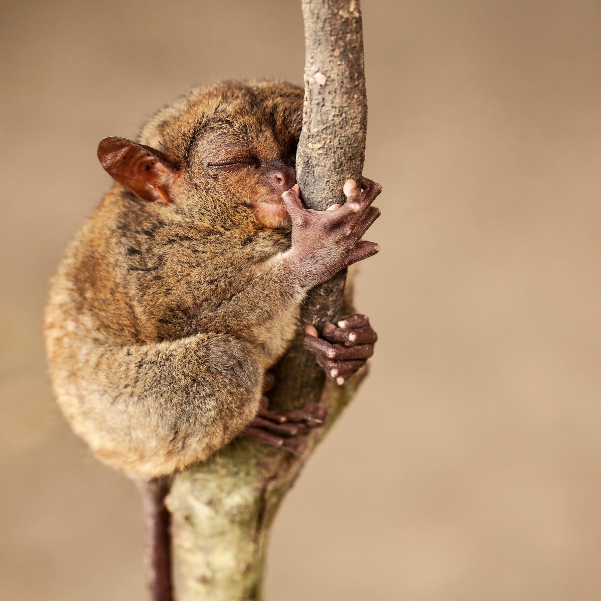 Photo of the Day: The Tarsier is a tiny primate with giant eyes that often makes it look shocked. When sleeping, though, they look calm as can be. Tag a friend who can't wait to sleep through the weekend just like this.