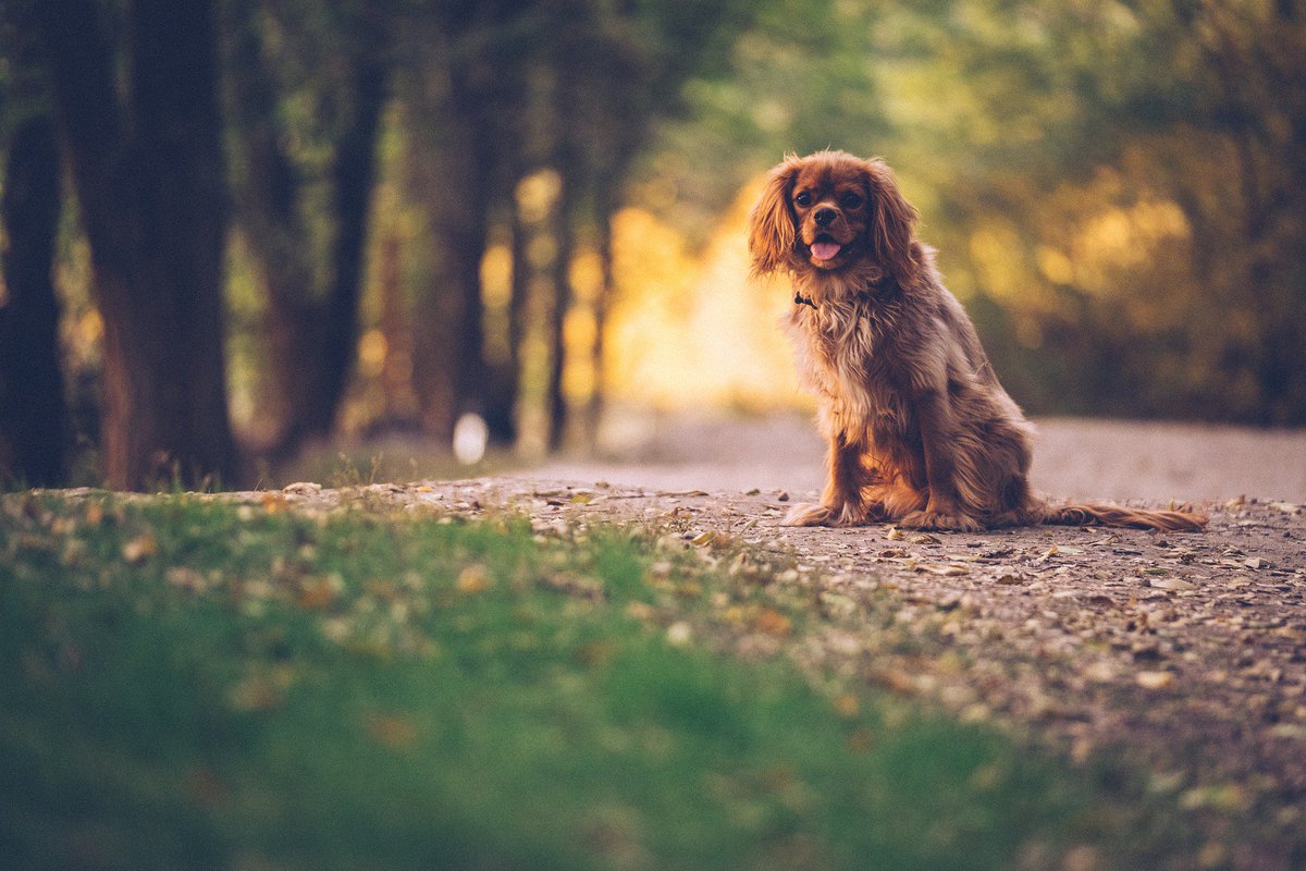 DogPeopleRCool's tweet photo. Sometimes a nice relaxing stroll outside is just what we need  😌🌲🌿🌳✨ #dogpeoplearecool https://t.co/zXZC83fAYB