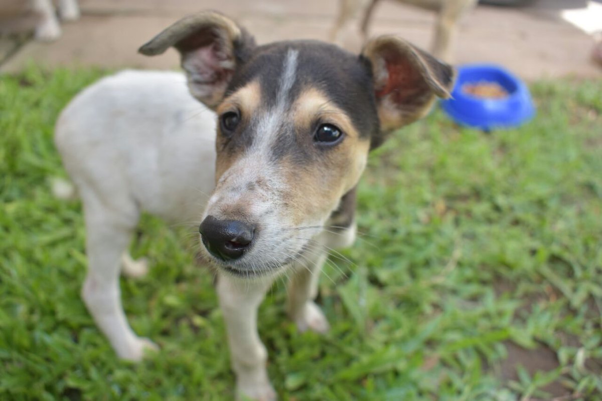 Tinchopozo's tweet photo. Encontré tres cachorritos abandonados en una banquina. Necesito encontrar un hogar de tránsito porque no los puedo tener en la mía!
Ayuda para encontrarles un lugar. https://t.co/3Fx8NsvW2b