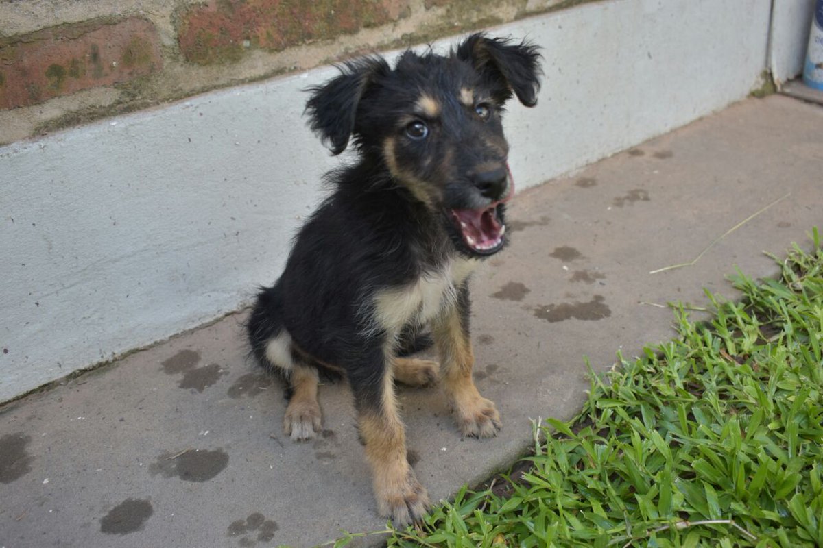 Tinchopozo's tweet photo. Encontré tres cachorritos abandonados en una banquina. Necesito encontrar un hogar de tránsito porque no los puedo tener en la mía!
Ayuda para encontrarles un lugar. https://t.co/3Fx8NsvW2b