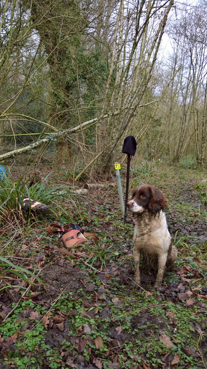 BethBright's tweet photo. Someone loves shooting! #pegdog #englishspringerspaniel https://t.co/q8mIHSLAYX