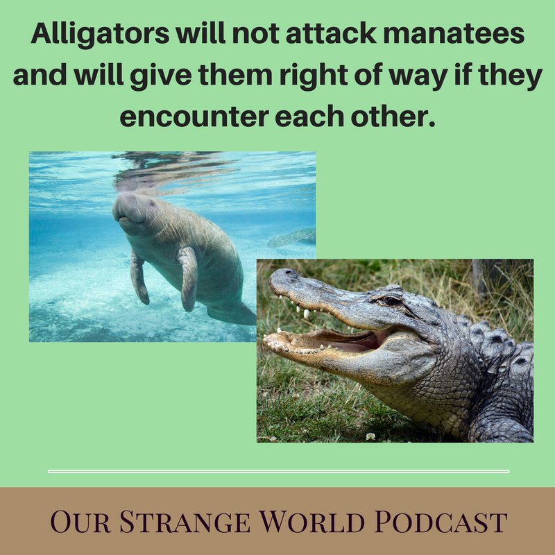StrangeWorldPod tweet picture