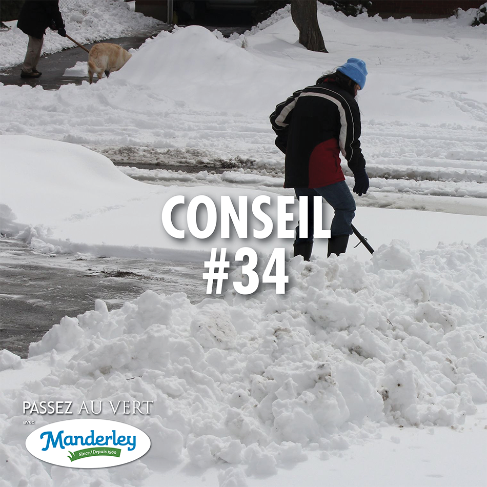 gazonmanderley's tweet photo. Évitez de pelleter toute votre neige dans une seule zone concentrée cet hiver! L’étaler permettra de limiter la quantité de sel qui s’accumule sur votre pelouse et qui peut causer des dommages permanents! https://t.co/po4freBIeb
