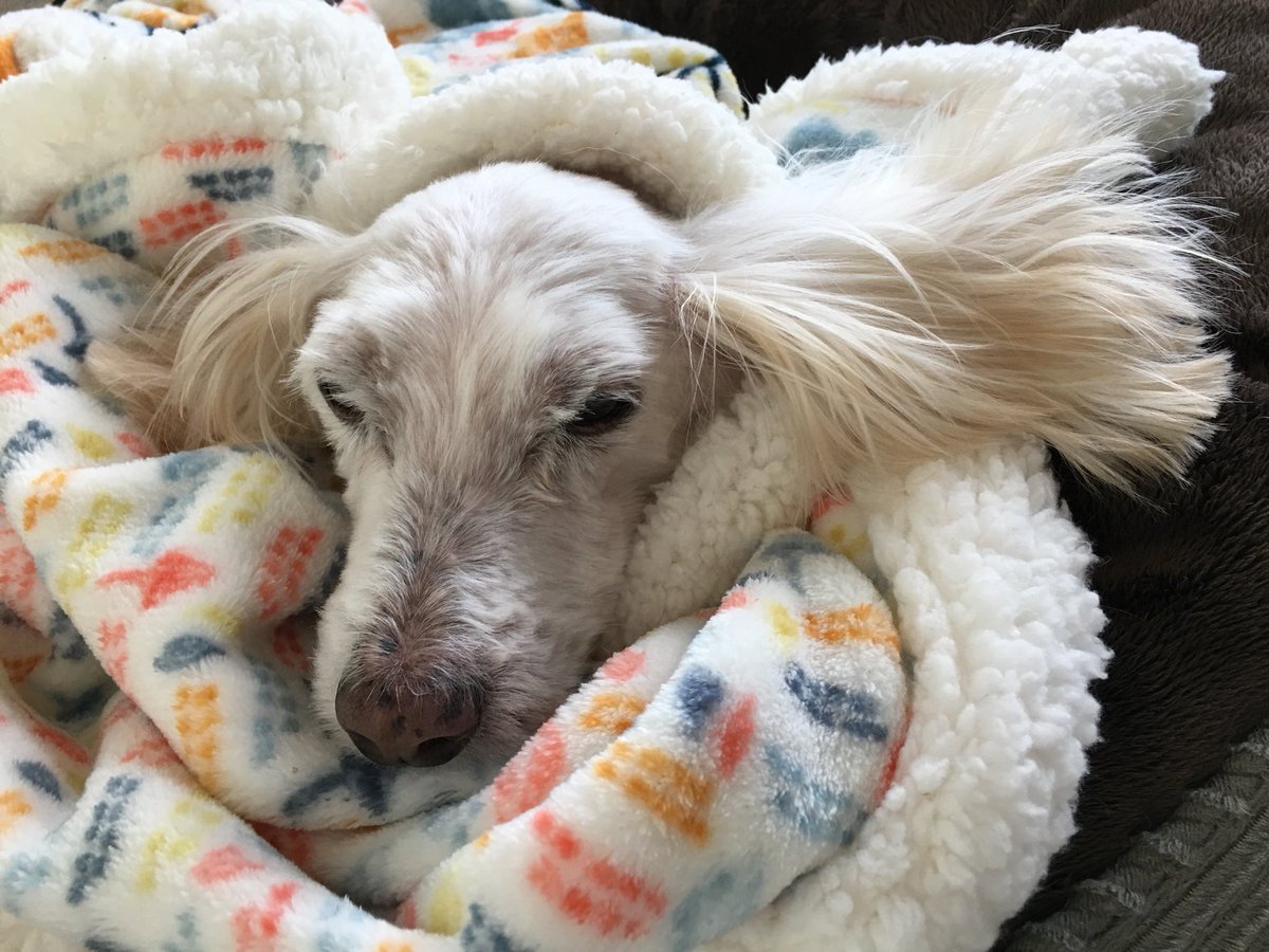 Wuhpappels's tweet photo. Brofur in the ultimate #gimmelove #imtoocute #lovetosnuggle pose...
I need to find a blanket fast... https://t.co/iWA7eB96rd