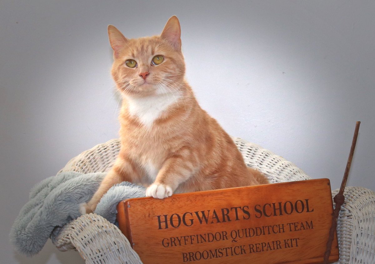 KimberlyDiMeo's tweet photo. @jk_rowling - I managed to capture my kitten ‘Hermione’ with her ‘natural’ setting , what do you think? 💗😊 https://t.co/CqvKWE20bq