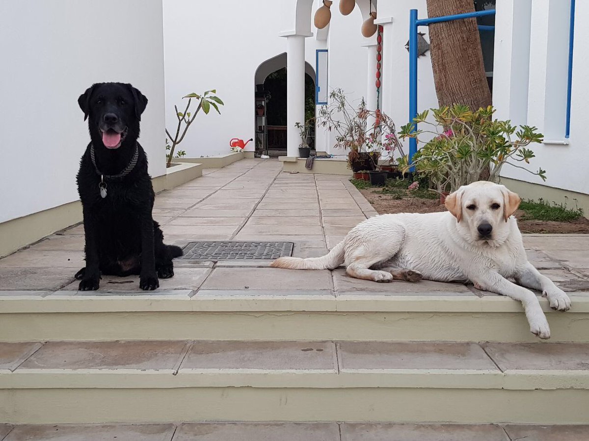HealthyHounds2's tweet photo. Our handsome hound and his mate Polo #labrador #DogOfTheDay #dogs https://t.co/VFJI4tnyQh