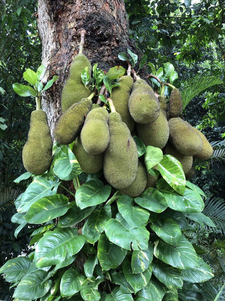 The American Mastermind Jackfruit Tree For Sale