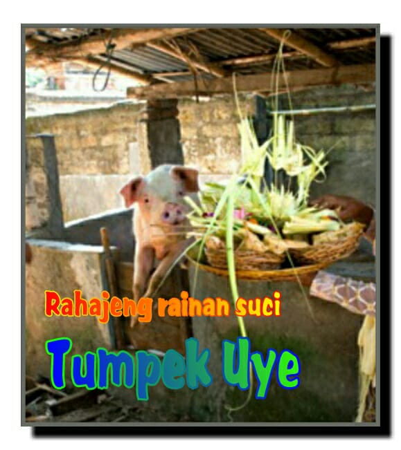 "Tumpek Kandang/Uye, the celebration of animals"
Tumpek Kandang is the day to worship Sang Hyang Rare - Angon, the God of animals. "Tumpek" meaning Saturday and "Kandang" the Balinese word for the house hold animals