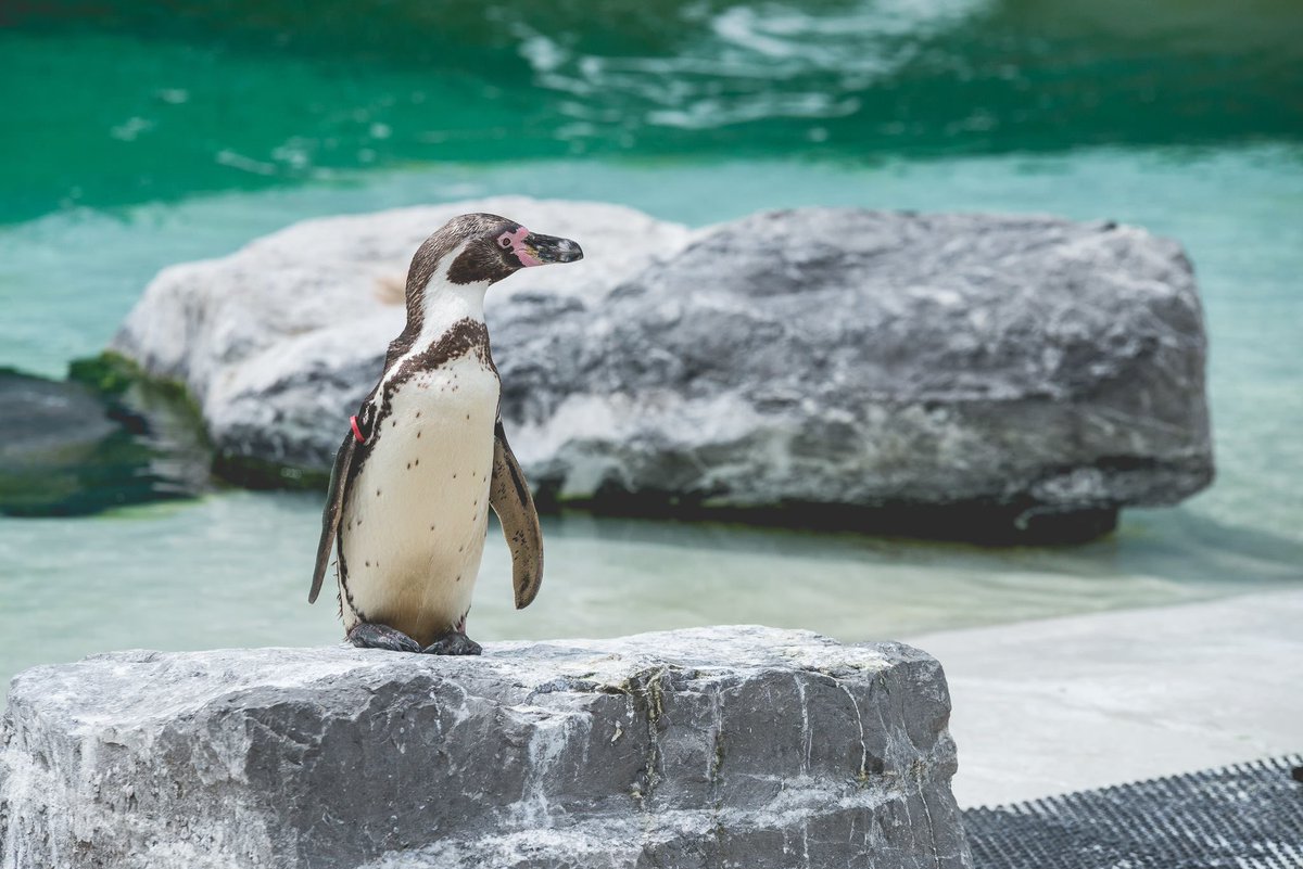 FollyFarmWales's tweet image. It's Penguin Awareness Day (the best kind of day)! 
Who's popping down to see our colony of colourful characters this weekend?!
#penguinawarenessday #penguincoast #humboldtpenguin #zoo