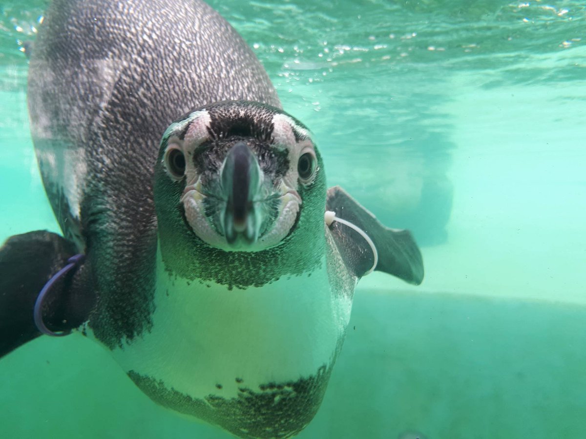 FollyFarmWales's tweet image. It's Penguin Awareness Day (the best kind of day)! 
Who's popping down to see our colony of colourful characters this weekend?!
#penguinawarenessday #penguincoast #humboldtpenguin #zoo