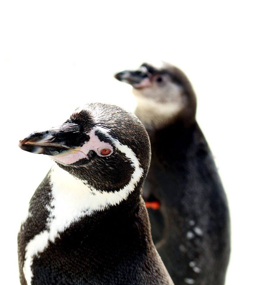 FollyFarmWales's tweet image. It's Penguin Awareness Day (the best kind of day)! 
Who's popping down to see our colony of colourful characters this weekend?!
#penguinawarenessday #penguincoast #humboldtpenguin #zoo