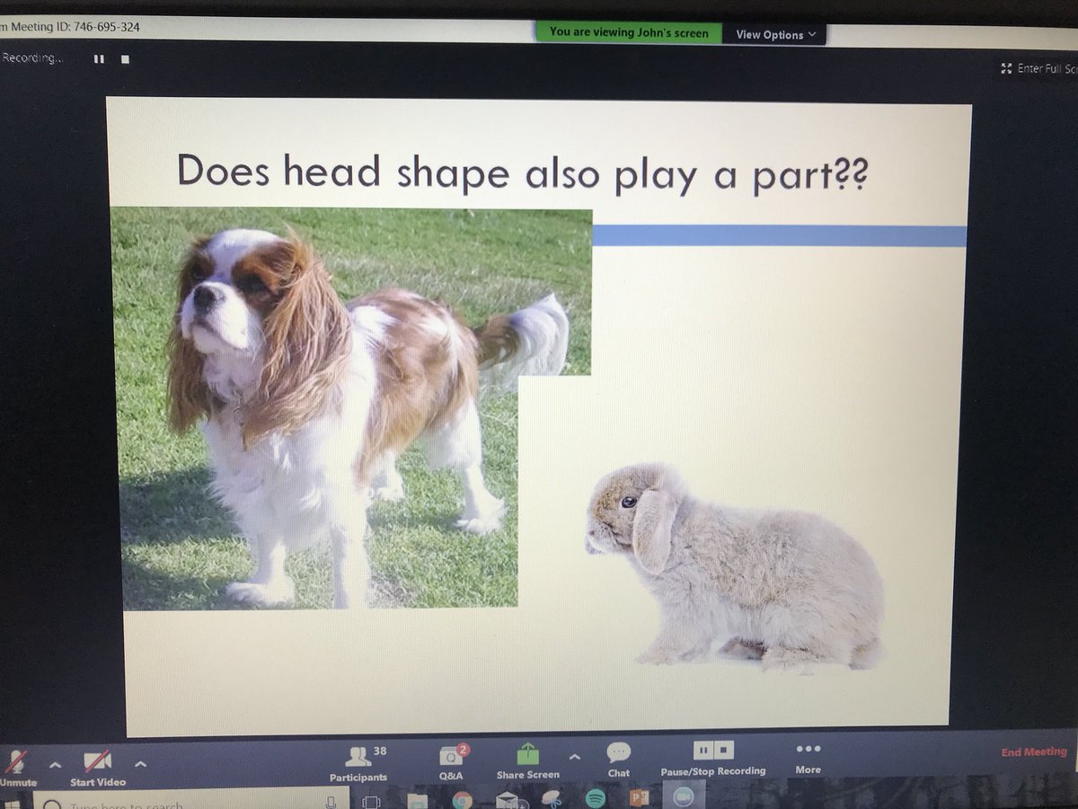 ThatVetSean's tweet image. #brachycephalic problems not confined to dogs, also a welfare problem in #rabbits (and indeed cats!) #VC2018