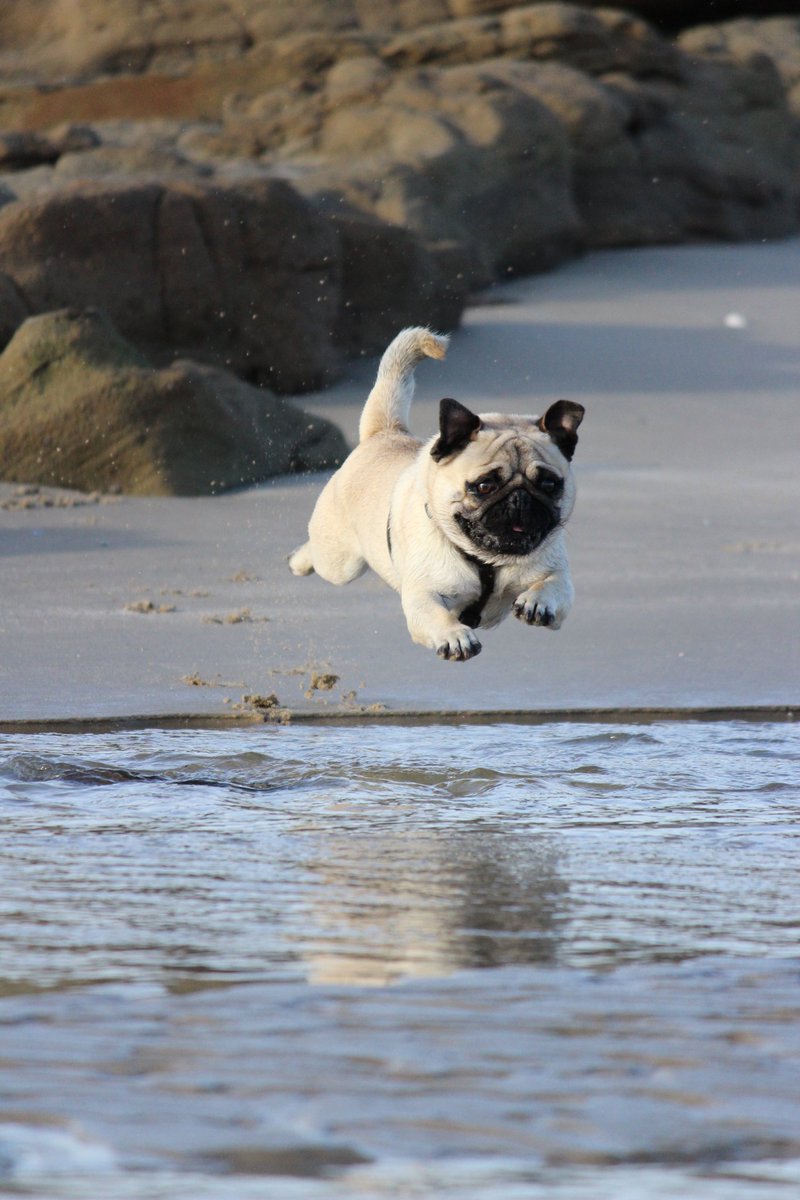 PawfectAdventur's tweet photo. Happy weekend everyone!
#dog #weekendwithdogs #weekend #DogsofTwitter https://t.co/1zLWNNniL8