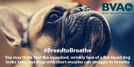 BritishVets tweet media