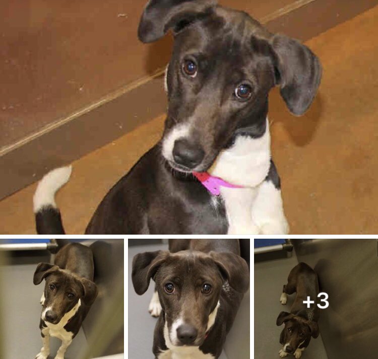 reddogsusie's tweet photo. BELLA IS SAFE❤️❤️🎉🎉🎉
#Memphis
Thank you for yr rts! 
https://t.co/dt7GLRq0Yd https://t.co/jiyf565bVp
