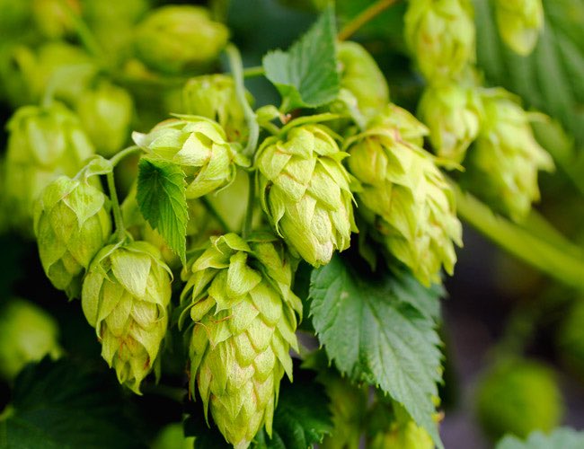 Timata Hou, Includes some beautiful varieties of Hop’s including these beauties below! #nelsonsauvin #galaxy #kohatu