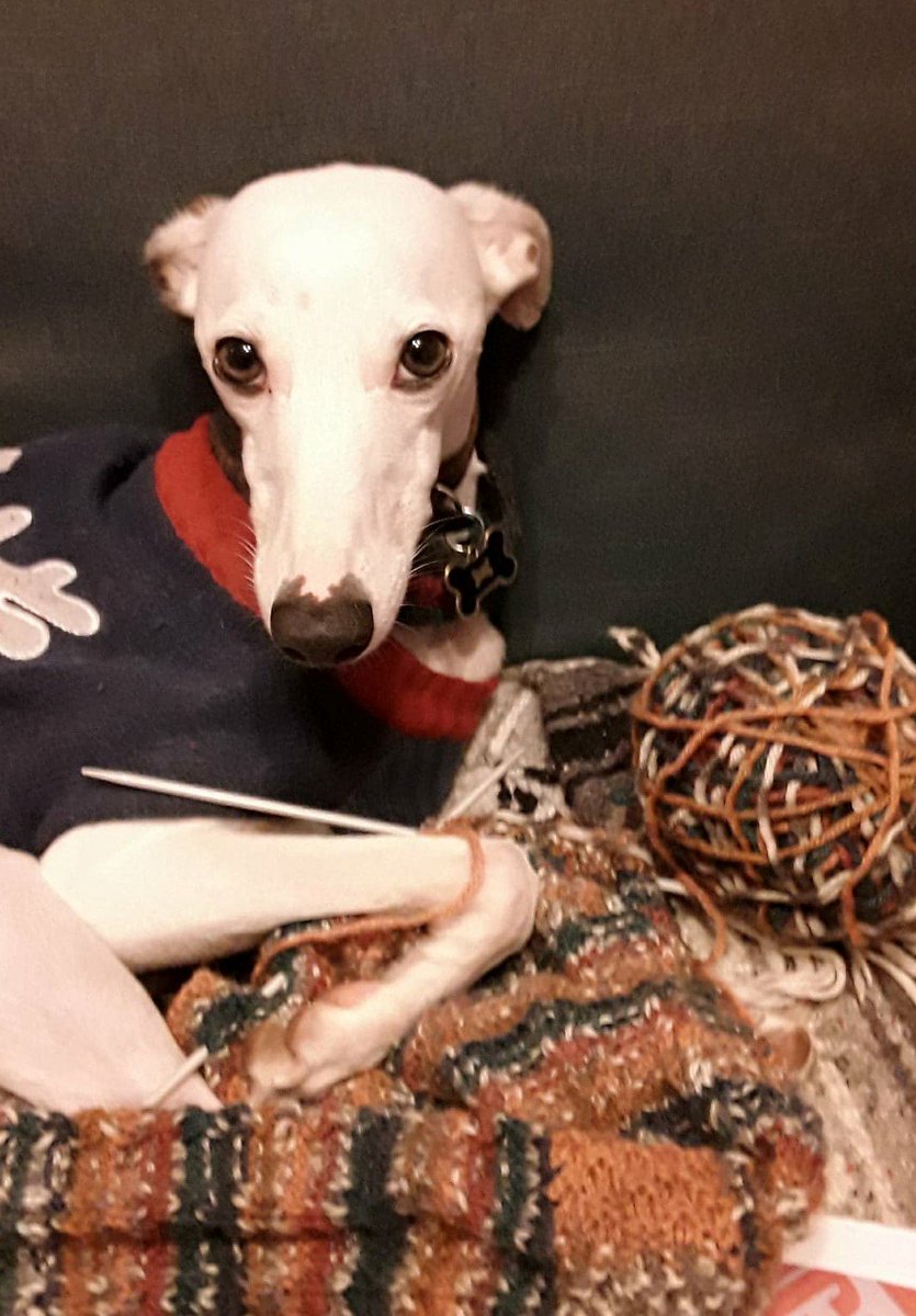 Wattonlib's tweet image. #rumminwhippet has taken up a new hobby for the New Year.  He's borrowed lots of books on learning how to knit, but finds not having thumbs makes it harder to move the wool!!! To borrow a book on learn how to knit or crochet follow the link ow.ly/n3yF30hTBmA #whippets