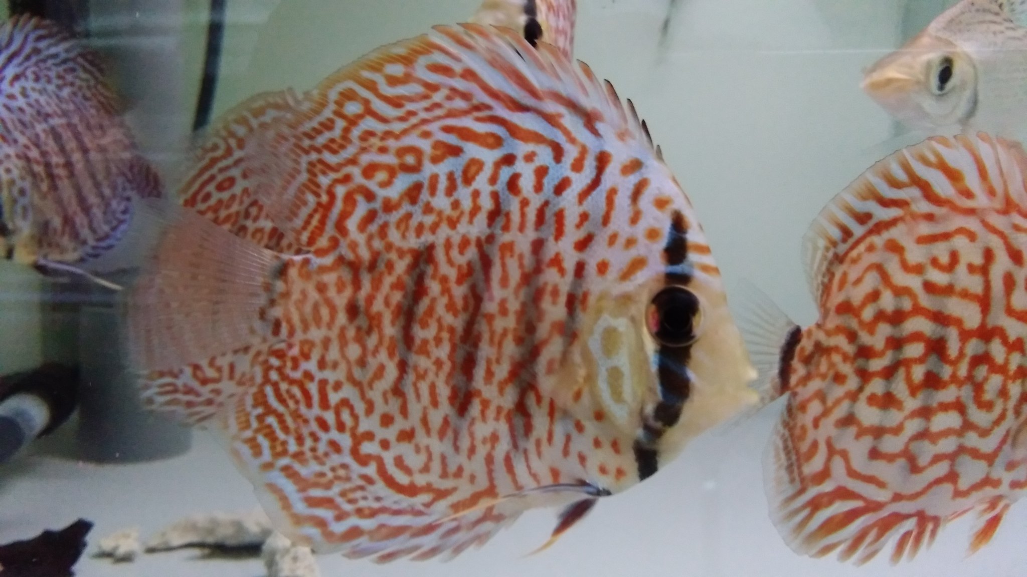 アクアショップしなの オリエンタルドリームディスカス 約8 5800円 ３匹で円です 宜しくお願いし ます 当店は発送での販売はしておりません 沼 アクアショップしなの 熱帯魚 ディスカス T Co Wtfb2ht86i Twitter