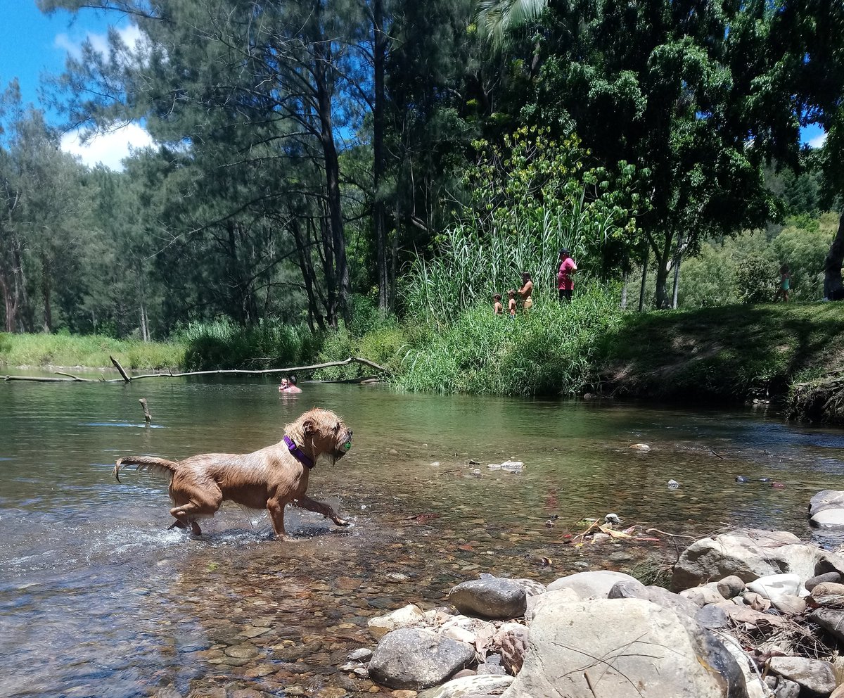 Poppy_MindDogAU's tweet photo. Got my 'Wild Dog' on today...😏 
Mum found a great new swimming spot 💦💦
#GoneBush #ThisIsQueensland #AussiePoppy #GCdogs #GoldCoast #GoldCoastHinterland #SummerTime #HiddenGems 💎 https://t.co/M06avJnlvl
