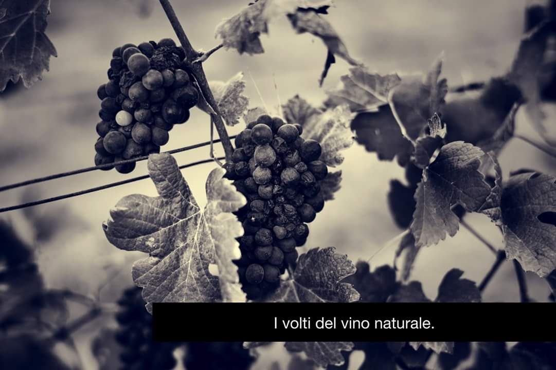 A #Enozioni2018 domenica 28 gennaio al @WestinPalaceMil ci sarà anche un terzo banco di degustazione, interamente dedicato al mondo dei vini naturali! Vi aspettiamo numerosi! 

Per info e prenotazioni >> aismilano.it/index.php?opti…