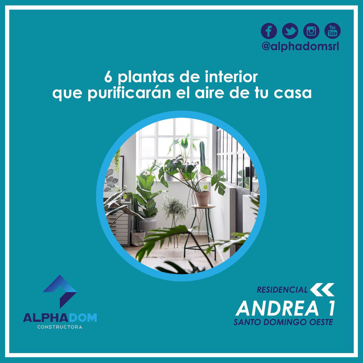 alphadomsrl's tweet photo. Plantas que purifican el aire de tu casa.
1. Hiedra
2. Lengua de vaca o de tigre (Sansevieria trifasciata)
3. Philodendron
4. Cinta o mala madre (Chlorophytum comosum)
5. Potus o Pothos (Epipremnum aureum)
6. Dracaena marginata #Infórmate #Alphadom #Construyendo #Creando https://t.co/Y1G4OhzQGG