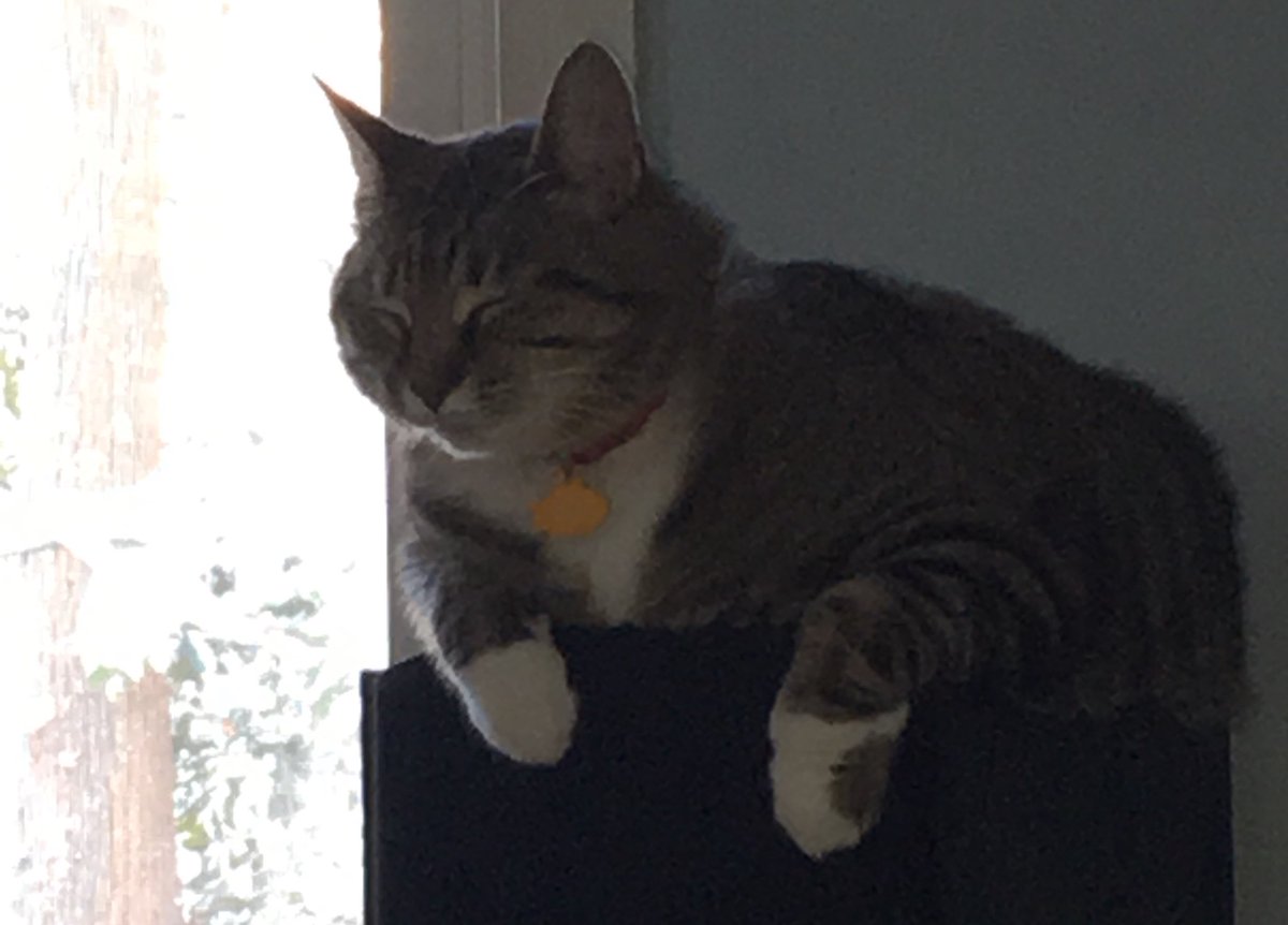 emilygiangrande's tweet photo. Same little Diz, same. https://t.co/sRHYXvE052