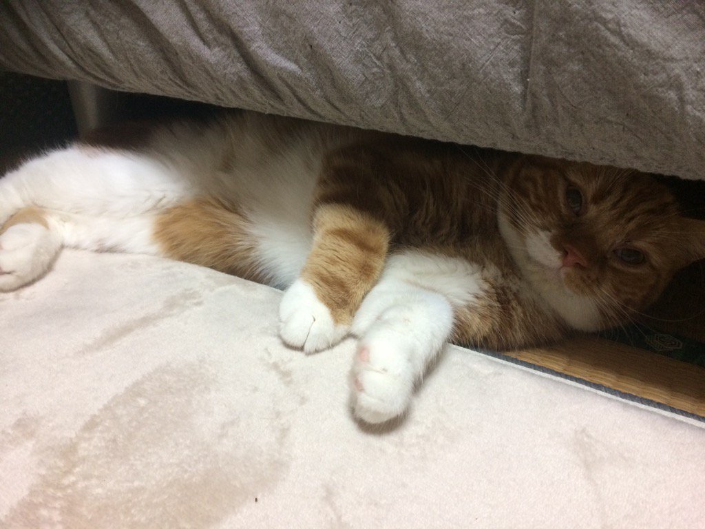 猫カビ Hashtag On Twitter