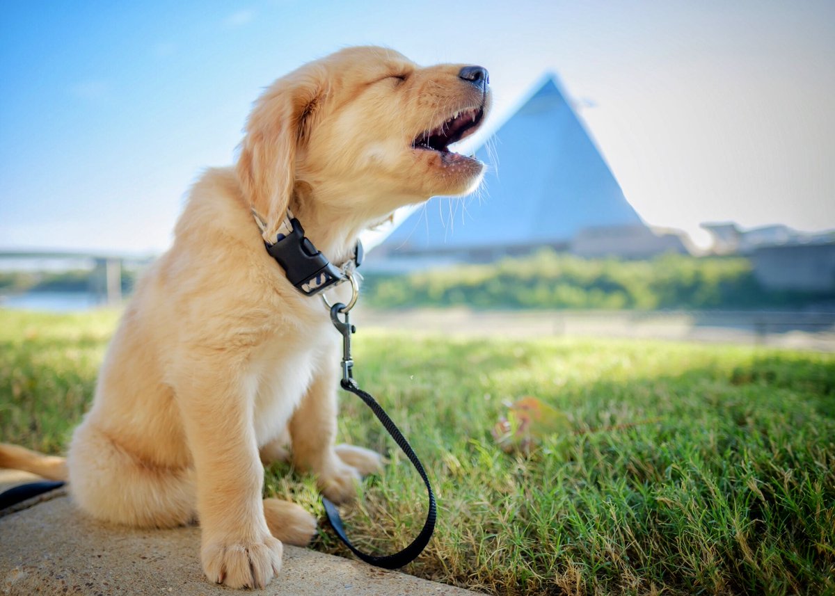 bartaphoto's tweet photo. Such a cute little howl! #FujiFilm #XT2 #Fujinon 16mm R WR f/1.4 lens.@FujifilmX_US @FujifilmUS @BHPhotoVideo Instagram=Parker_Golden_Retriever https://t.co/hfW4FD2B1F
