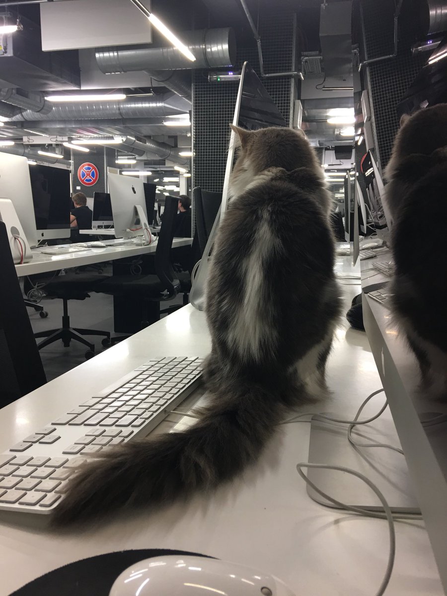 Chaton tweet media