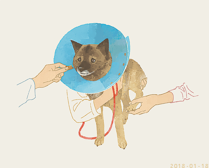 「shiba inu simple background」 illustration images(Oldest)