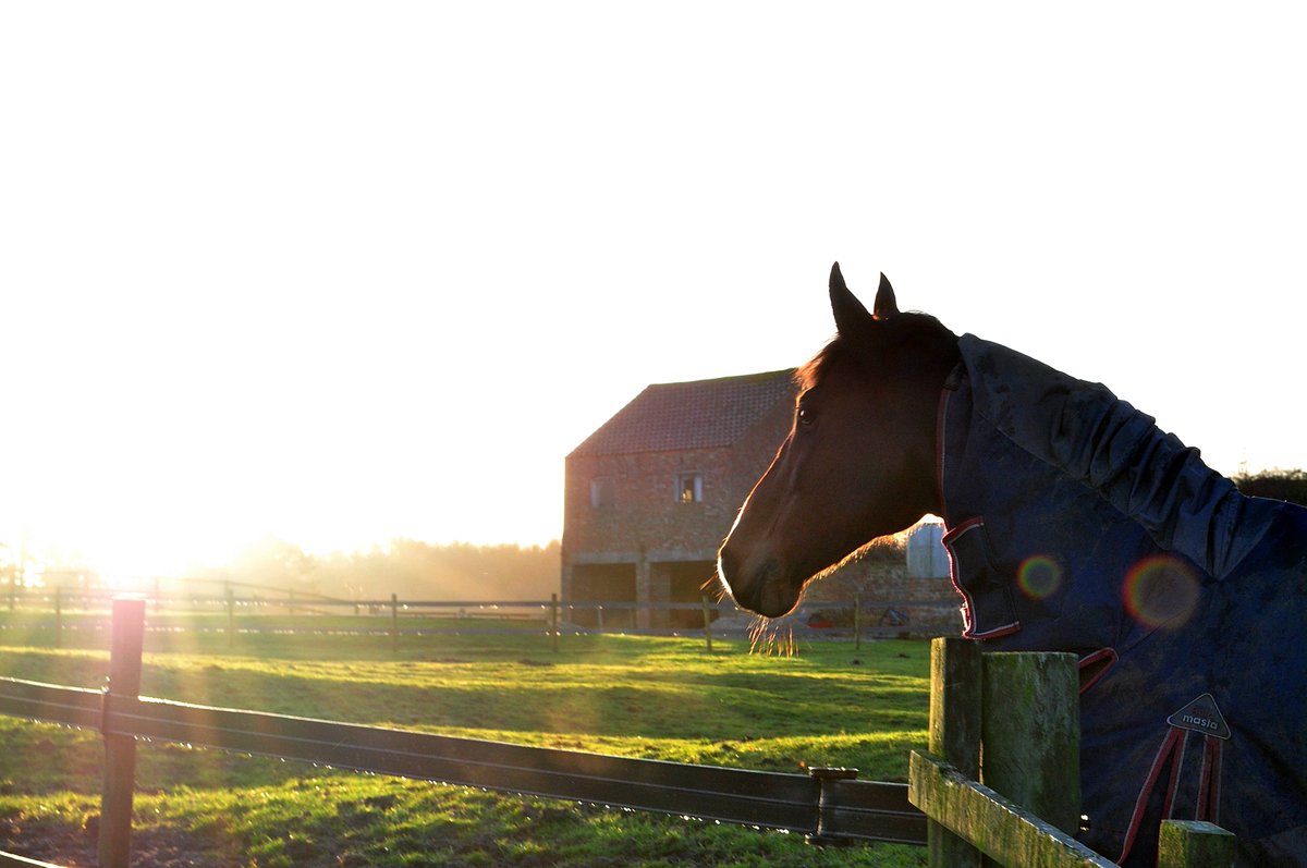 MastaRugs's tweet photo. Beautiful shot of Nico out this morning in his #Fieldmasta https://t.co/kOSZfZicy7