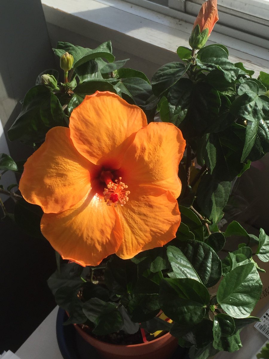 モルディブめっそん 今日の山形はとってもお天気が良くて なんと職場のハイビスカスが 安室ちゃんの25th思い出してとっても嬉しくなった W 力強く美しい花を咲かせてくれて 一気に部屋が明るくなりました これからも大切に育てます