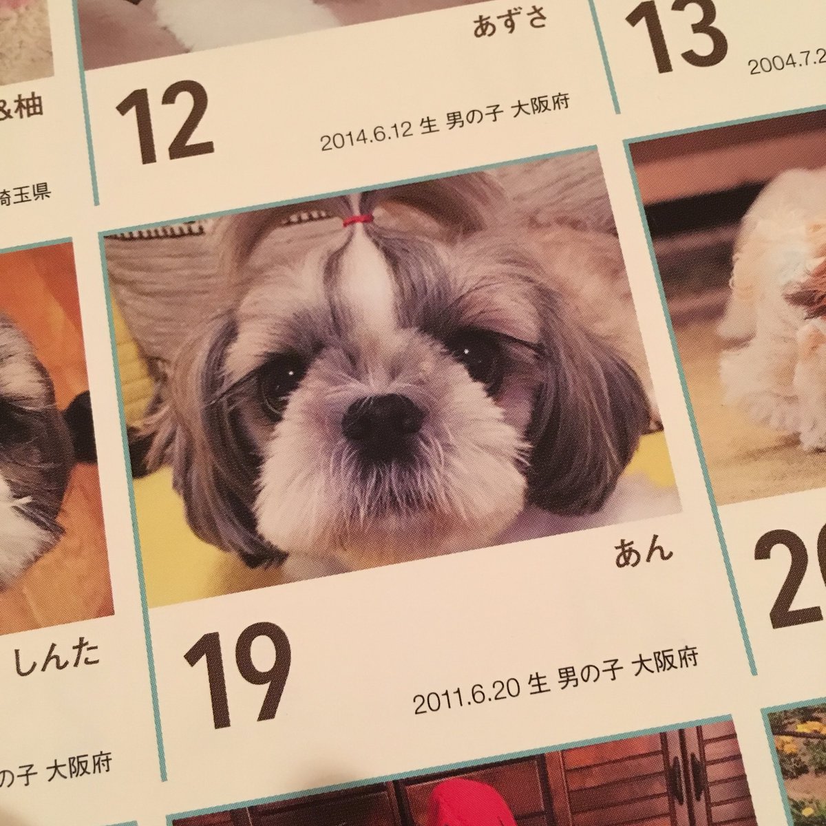 Aiko Official No Twitter 実家からシーズーカレンダーが届いた あんちゃん今年も最高やで あと インスタをいつも見ているシーズーが沢山載っててアゲ アイドルカレンダーくらい見てて幸せ