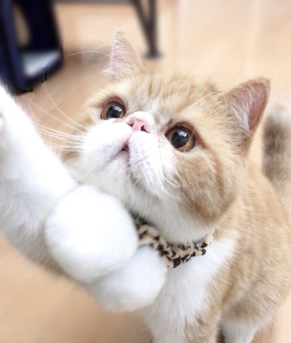 ぽんず か わ い す ぎ ま せ ん か 猫 ねこ かわいい エキゾチックショートヘア