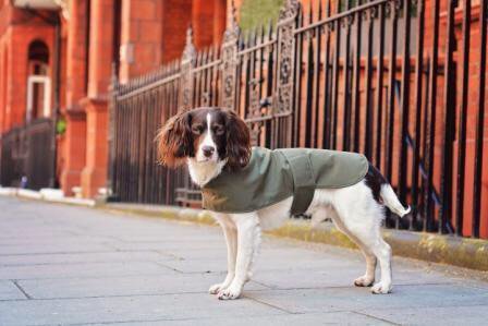 JollyBeas's tweet photo. How stylish is this Shetland Wool Waxed Dog Coat! ๐ถ
#dog #dogs #waxedjacket #instadog #dogstagram #streetstyledogs #ilovedogs #dogaccessories #dogjacket #dogsofinstagram #fashionfordogs #ilovemydog #petstagram #instapet #furbaby #pooch https://t.co/x4SpOhGjjz