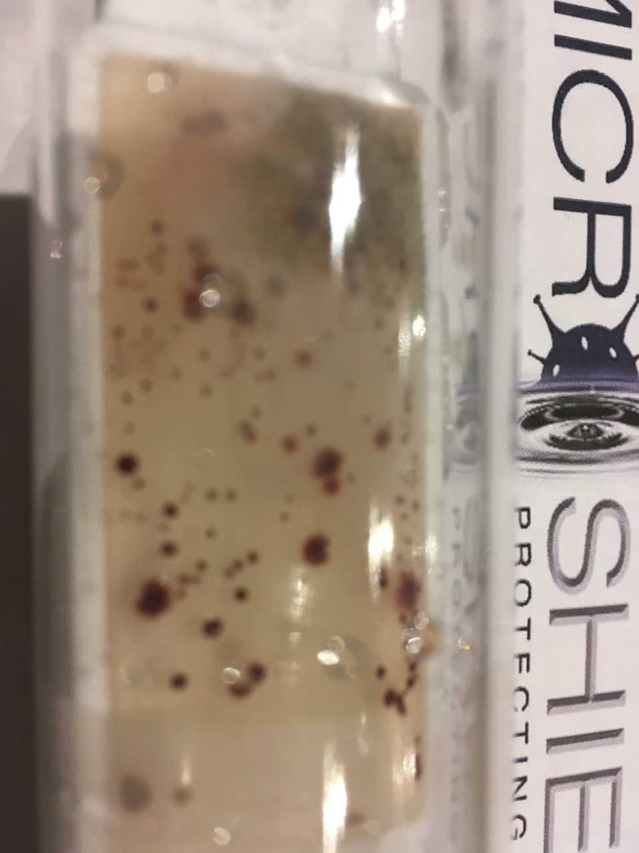 MicroShield1's tweet image. So many people assume there&apos;s no issue with hygiene because they clean.  Spraying &amp;amp; Wiping is not disinfecting.  This swab taken from a desk that had just been cleaned shows mould and the presence of fecal matter. This is how #infection spreads #Microshield #infectionprevention