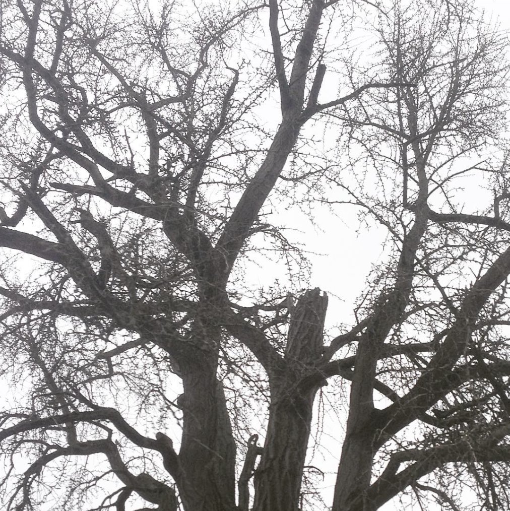 essenco_mk's tweet photo. Van onze prachtige monumentale Ginkgo boom uit Harderwijk is de top afgewaaid. Deze Ginkgo is het concept van de Vrolijk Business Agenda 2018. Bekijk em vandaag even met andere ogen…

#ginkgo #harderwijk #storm #codeoranje #monument #omgewaaidebomen https://t.co/GCzUPSrLNP