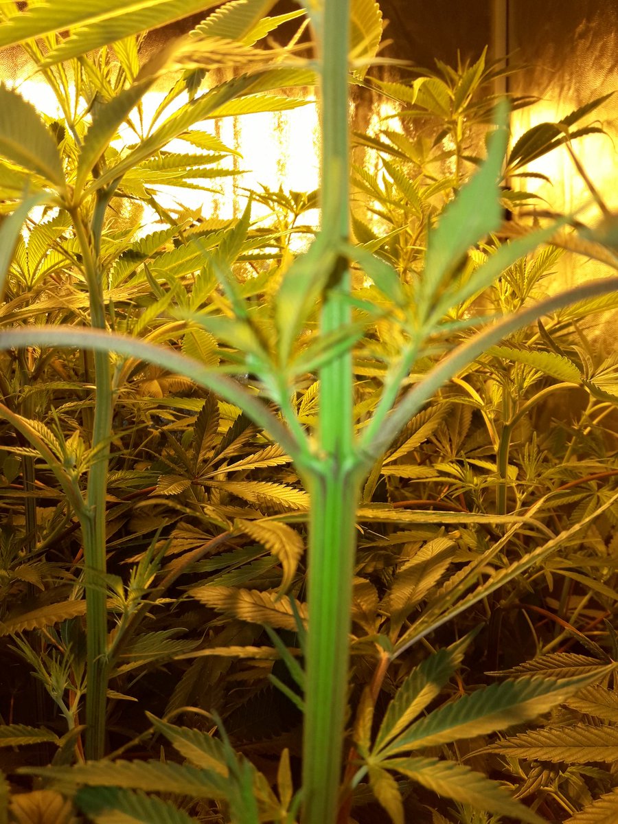 Apez140's tweet photo. @TodoGrowLED @Adler_Sinclair @ChanelPalenzue1 @barbatesa @AdrycManellson @TricomitoS @RubioTetra @420Tasmania @tnbnatural @DJWarrenYoung Weed Día #TodoGrowLedTeam y,
A Tod@s #CrewGrande.
Un bosque de #Lovelles y #Spitfire de @GreenbudSeeds, #HPS600WTS, #CocoAllMix de @ProXL_Spain.
Espero que Os gusten.
Alegría y #LosMejoresHumos de #ChocoCandy2, Olas, Paz, Semis y,
Boong de, A Vuestra Salud:-))) https://t.co/NSJFgHXfRG