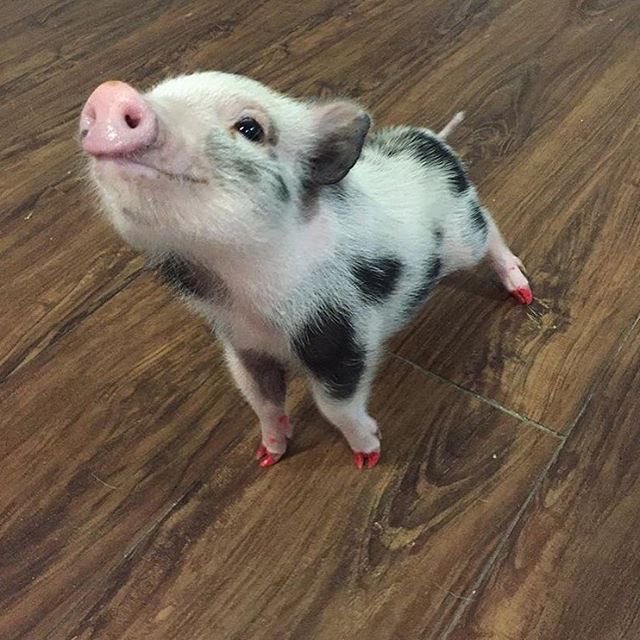 Daily_Pigs tweet picture